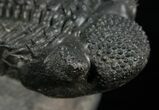Super Spiny Drotops Armatus Trilobite - #5614-2